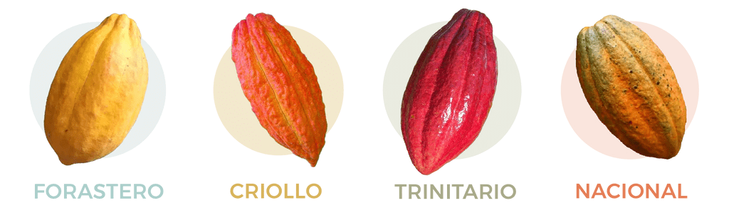 3 varieties of cocoa beans