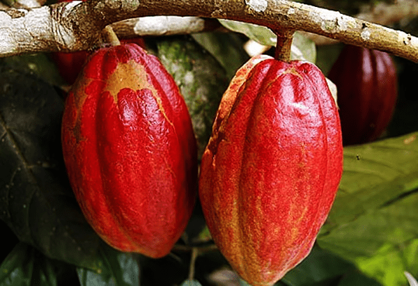 Res cocoa pods